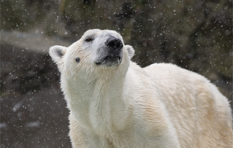 Julie Larsen Maher_8425_Polar Bear in Snow_BZ_03 10 17_hr